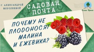 Садовая почта: Почему не плодоносят малина и ежевика? Выпуск 7