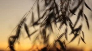 Гелиос 44М-4 Canon 60D + Helios 44M-4