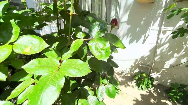 Цветение Кустовой Розы после Обрезки розы смотреть онлайн