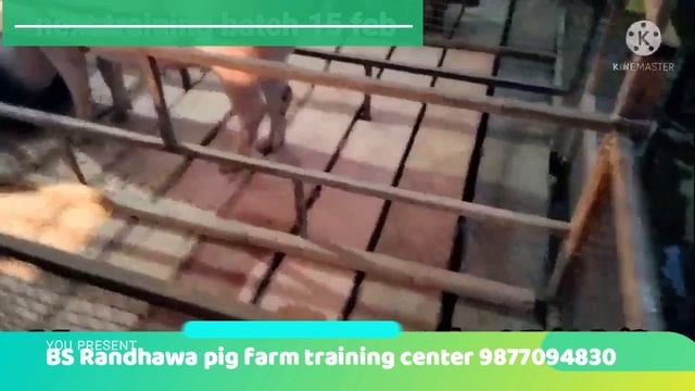 how to start pig farm. warning all farmer смотреть онлайн