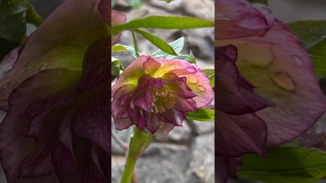 HELLEBORUS “DOUBLE ELLEN PICOTEE”?#helleborus #морозник #чемерник