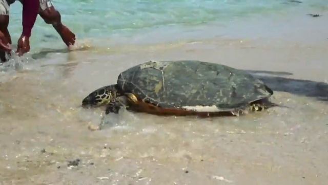 Самые красивые филиппинские острова. Рай на земле ! смотреть онлайн