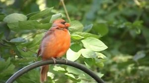 Juvenile Male Cardinal , Enjoying a Sunday Morning , FujiFilm S4800