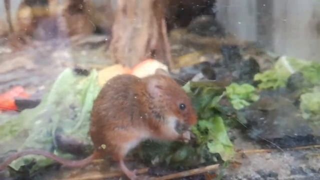 Мышь-малютка смотреть онлайн