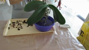 плесень в горшке с орхидеей-лечим.