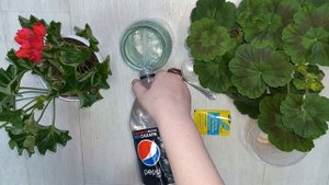 1 удобрение для активного роста листвы, корней и продлить долгое цветение для ГЕРАНИ и др. цветов