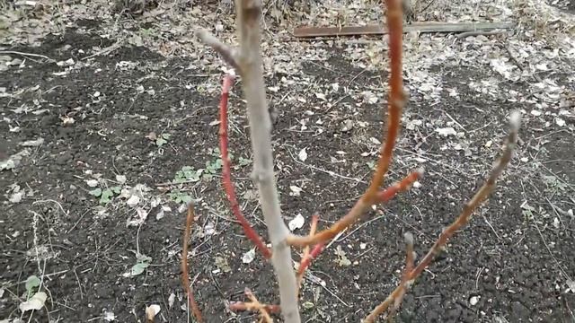 Персик после зимы. Южный Урал. 21.04.18 смотреть онлайн