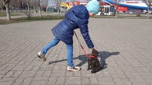 Шипперке. Дрессировка. первая прогулка.