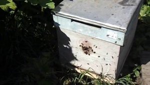 какой улей лучше для начинающего пчеловода ( видео )