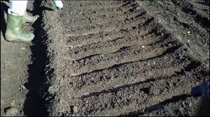 правила посадки лука севка под зиму