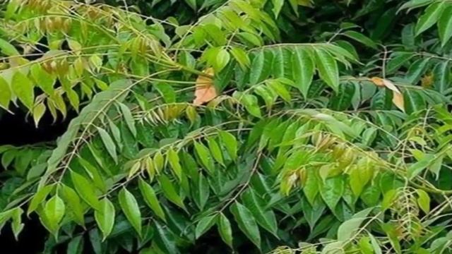 Растение Айлант высочайший (лат. Ailanthus altissima)