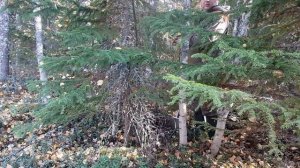 Металлокоп 2021Дорожные находки.Копаем металл в осеннем лесу