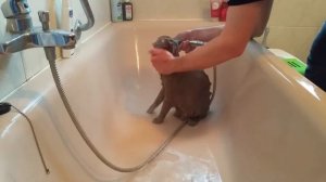 как покупать кота|кот купается|если кот боится воды|кот в воде|кот британец|2016|