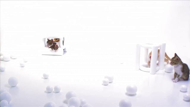 Котята борются со сном! Устоять перед этими милыми мордашками - невозможно! 😻💤