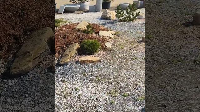 Питомник растений в Среднеахтубинском районе.#Саженцыкупить