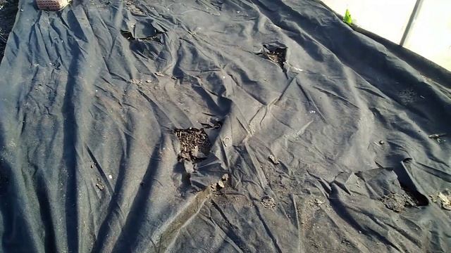 Сажаем рассаду АРБУЗОВ и ДЫНЬ в открытый грунт в СРЕДНЕЙ ПОЛОСЕ. Застелите ЗЕМЛЮ черным спанбондом смотреть онлайн