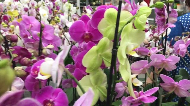 Шикарный завоз сортовых орхидей в Бауцентр  24. 08. 2019г.  Дикий Кот, Клеопатра, Чармер,... смотреть онлайн