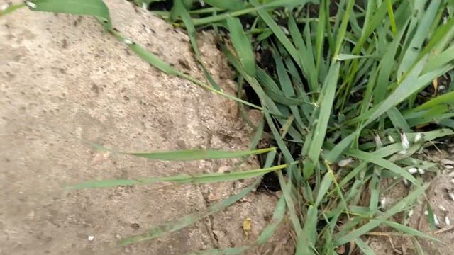 Что сегодня случилось с муравьями? Два муравейника в кипише! смотреть онлайн