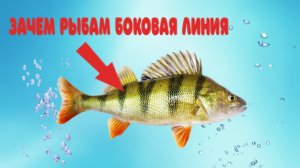 Для чего рыбам боковая линия