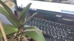 #Экофус⚡! Вы не поверите +1++1 уже 11 деток? Расскажу как применяю препарат. Метеор пошел в рост??