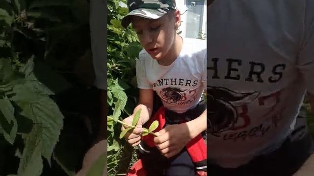 Речная мята сбор.
