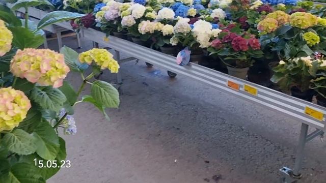 ГУЛЯЕМ ПО РАЙОНУ / ОБЛАГОРАЖИВАНИЕ ТЕРРИТОРИИ / ШКОЛЬНАЯ ЯРМАРКА / ЧТО ПОКУПАЮ НА БАЛТИЙСКОМ РЫНКЕ смотреть онлайн