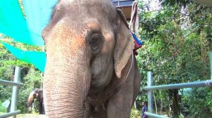 Алиса и Папа покажут правила хорошего поведения для детей