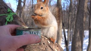 Зарисовка. С одной дикой белкой и одной не пьющей белкой