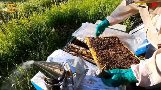пчеловодство в улье лежаке, хорошее развитие смотреть онлайн