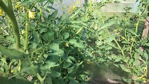 #меняем пол в бане ?#прополола огород ?♀️#вечерняя прогулка по набережной ??ы