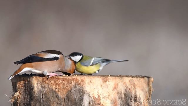 Лучшая Музыка природы для Души и Отдыха. Красивые и Приятные звуки смотреть онлайн