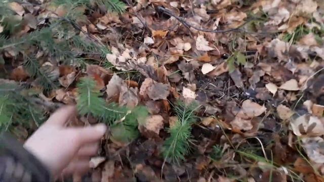 Образование корней на нижних побегов ствола пихты смотреть онлайн