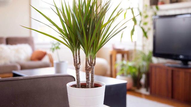 12 Best Tall Houseplants with Patterns | Huge Indoor Plants