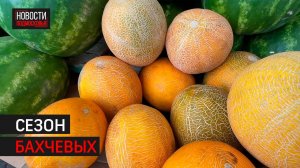 Астраханские фермеры привезли экзотические сорта арбузов в Одинцово // 360 Одинцово