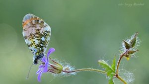 Dawn Butterfly on a flower. Бабочка зорька на цветке.