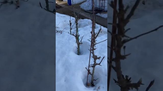 Колоновидные яблони после зимы.
