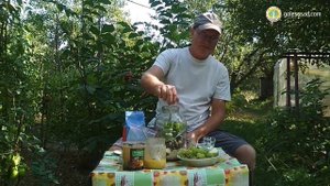 КВАС ИЗ ФРУКТОВ И ТРАВ!