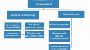 Проводящие пути головного и спинного мозга