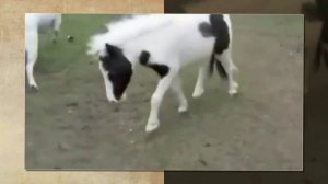 Самая Маленькая Лошадь в Мире - пони Эйнштейн, Интересные Факты