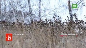 В Челябинске зафиксировано небывалое нашествие птиц