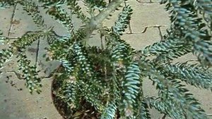 Abies koreana Silverstar