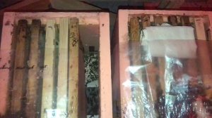 С Наступающим Новым Годом! 2021 #Зимовка пчёл в зимовнике #холодная зимовка #pereborovobee 30.12.20