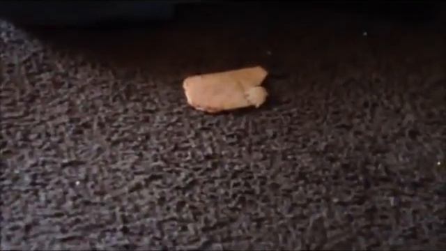 LEGO HAMMER SMASHES SPAM!!!! смотреть онлайн