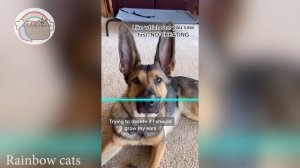 Time Warp Scan tiktok dog compilation (filter tiktok) part 2