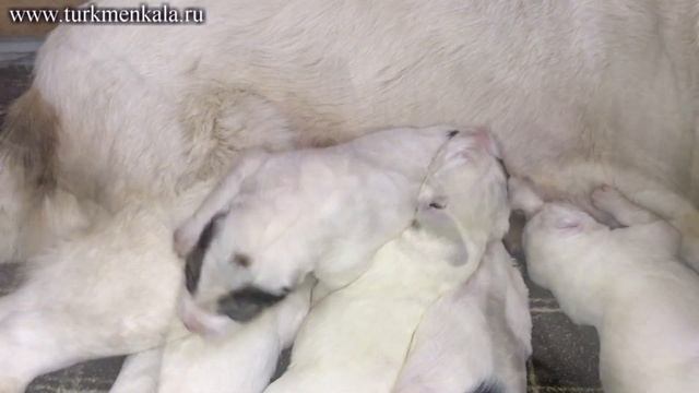 Туркменский алабай: щенкам десять дней! смотреть онлайн