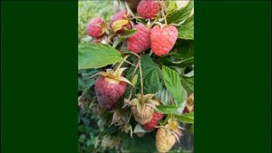 ПОЭМАТ  сорт малины