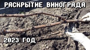 Раскрытие винограда после зимы.