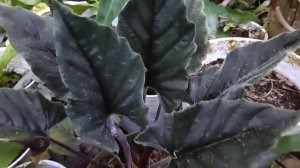 alocasia antoro velvet / alokasia antoro velvet