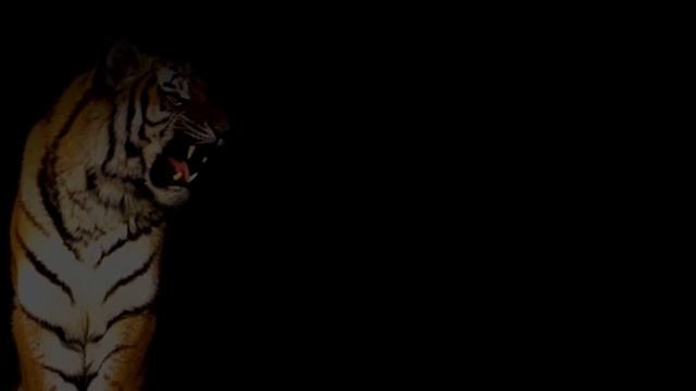 Что стало с дружбой тигра Амура и козла Тимура? смотреть онлайн