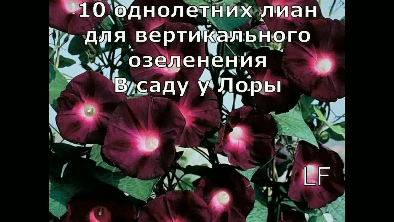 Вьющиеся однолетние цветы.10 красивых лиан для вертикального озеленения. Выращивание кобеи.